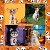 Halloween Dog Accessoires Small Dog Bow Tie Skull Pet Supplies Dog Bows Pet Dog Bowtie/ Neckties Small Dog Hari Bows